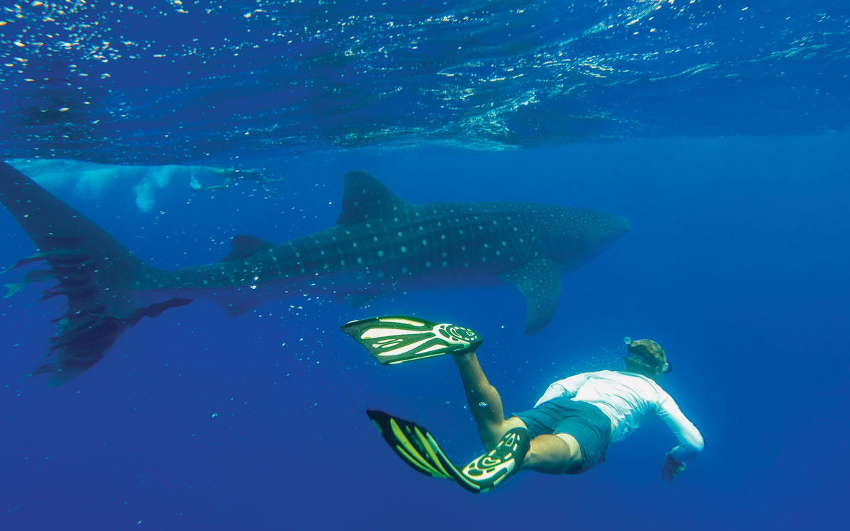 sailing-around-the-world-couples-guide-whalesharks-namibia-credit-haley-haltom